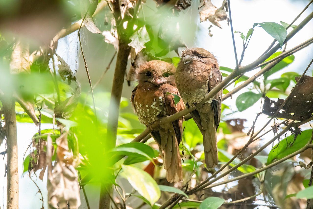 Srilankan frogmouth By Chaithanya